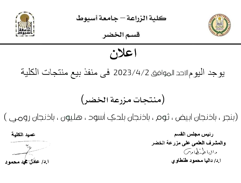 طماطم 