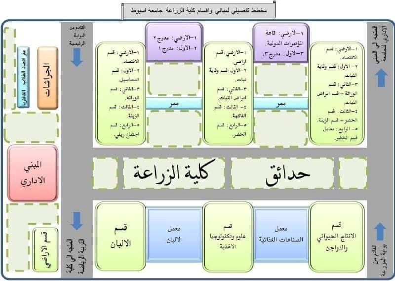 العميد