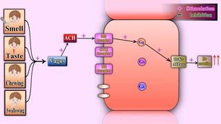 Regulation of Gastric Acid Secretion