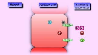 Mechanism of Gastric Acid Secretion