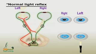 Light reflex pathway