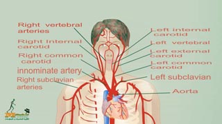 Branches of Aorta