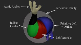 Cardiac Loop Development