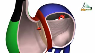 Development of the interatrial septum