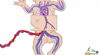 Fetal Circulation