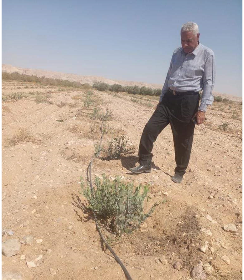 العميد