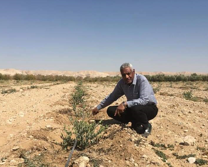 العميد